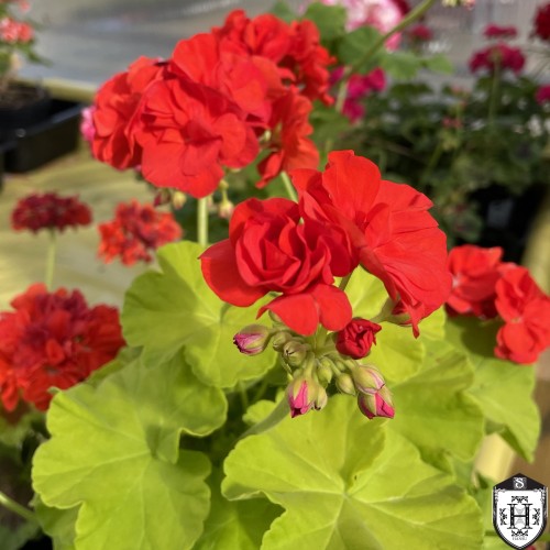 Pelargonium 'South African Sun' - Pelargoon 'South African Sun' P9/0,55L